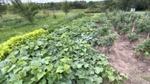 Всегда с огурцами в открытом грунте. Сезон 2022