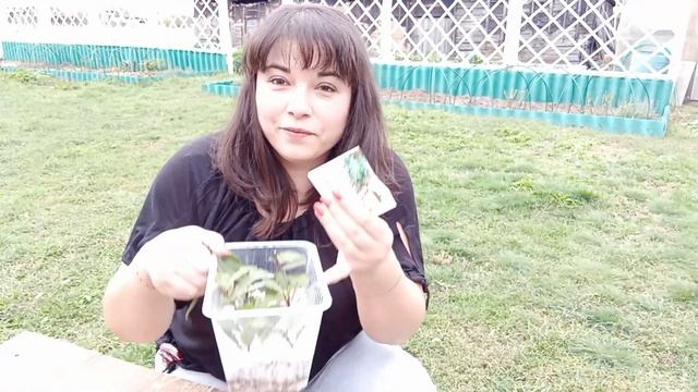 Размножение лавра черенками / Цитрусовый Рай МариАны смотреть онлайн