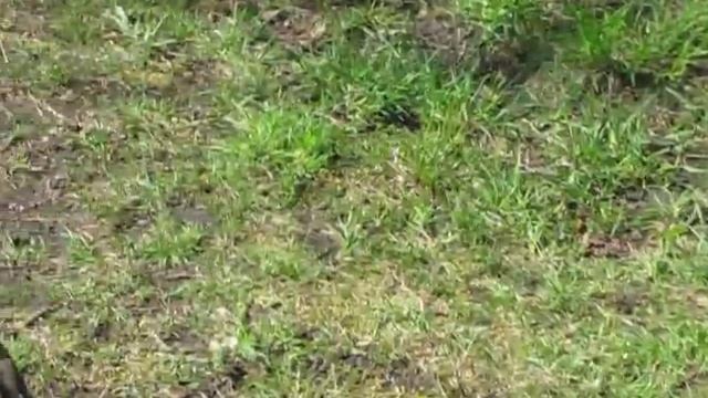 УТКА МАНДАРИНКА смотреть онлайн