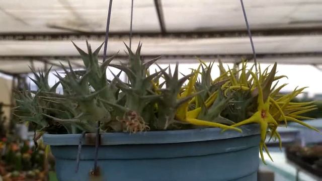 Orbeopsis lutea (Orbea lutea) - Asclepiadaceae смотреть онлайн