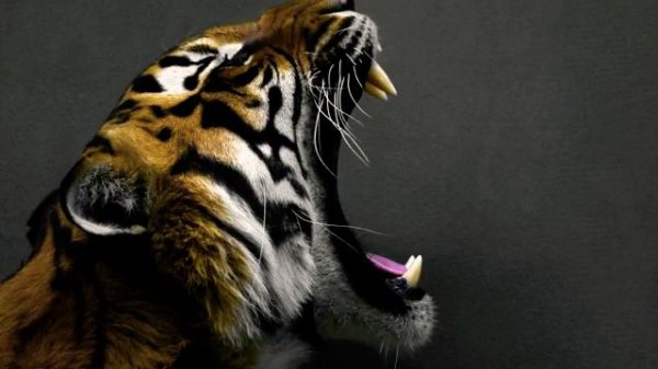 ЧТО ТАКОЕ ИНФРАЗВУК И УЛЬТРАЗВУК И ГДЕ ОНИ ПРИМЕНЯЮТСЯ