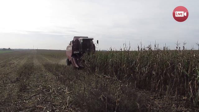 Из-за того, что у нас не было техники, раньше мы не убирали кукурузу... смотреть онлайн