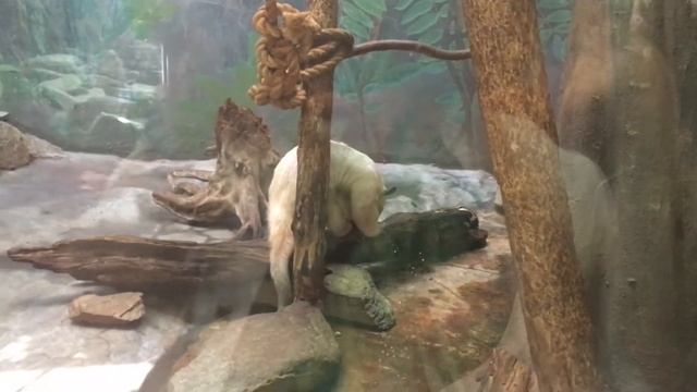 Америка . Washington DC Zoo . Зоопарк в Вашингтоне столице Америки . Отдых . смотреть онлайн