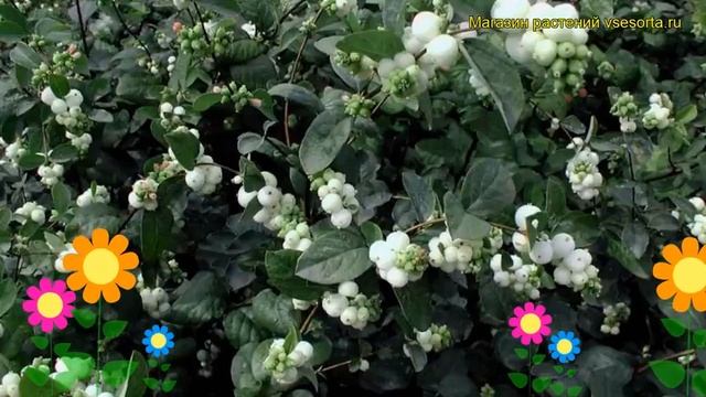 Снежноягодник доренбоза Вайт Хедж. Краткий обзор, описание symphoricarpos?doorenbosii White Hedge смотреть онлайн