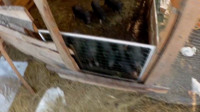 Мои нормы кормления вьетнамских поросят в 3 (три) месяца || Вьетнамские свиньи ?? смотреть онлайн