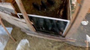 Мои нормы кормления вьетнамских поросят в 3 (три) месяца || Вьетнамские свиньи ??