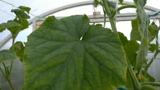 Как очень ПРОСТО получить РАННИЙ УРОЖАЙ ОГУРЦОВ! Проверено опытом!! смотреть онлайн