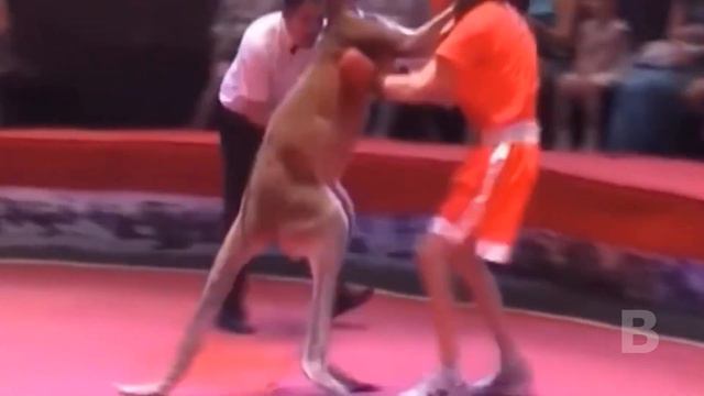 Животные, которые отомстили людям смотреть онлайн