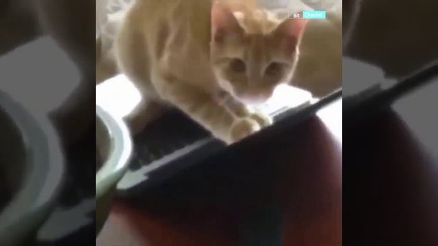 Смешные животные. Funny animals 2023. Подборка приколов за март смотреть онлайн