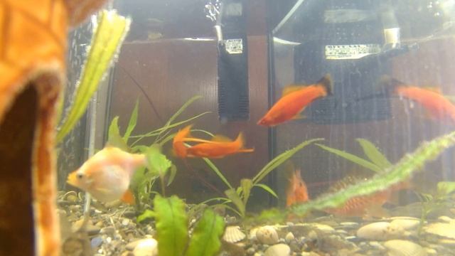 Жизнь аквариума, погружение экшн камеры под воду смотреть онлайн