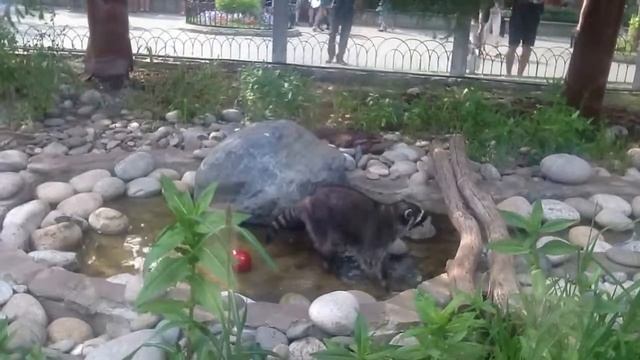 Енот-полоскун в зоопарке смотреть онлайн