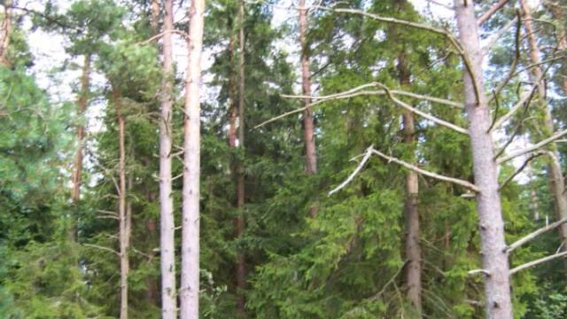 Finnish Fantasy (Part 1) by Alexander Glazunov смотреть онлайн