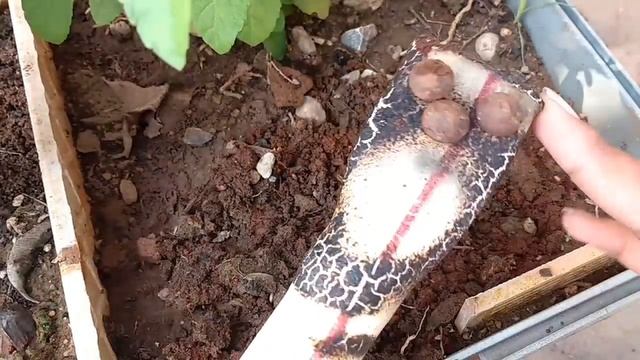 How to grow tulsi from seeds - step wise 1,2,3... , how to grow tulsi, Grow holy basil from seeds смотреть онлайн