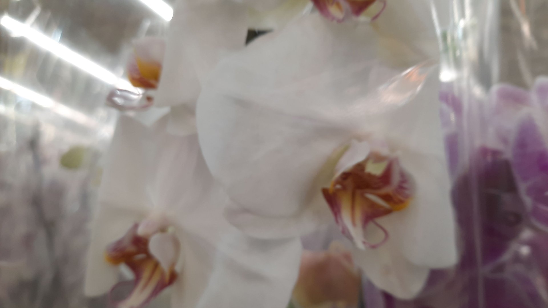 ОРХИДЕИ В ЛЕРУА ПО УЛ.НОВОРОССИЙСКОЙ//06.04.24// смотреть онлайн