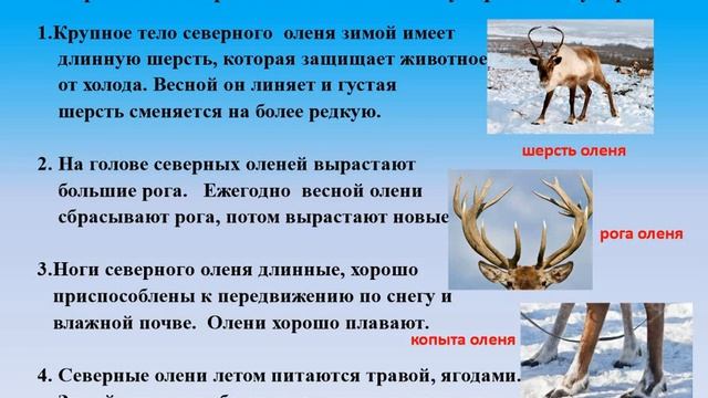 Биология. Тема урока: "Верблюды. Северные олени" смотреть онлайн