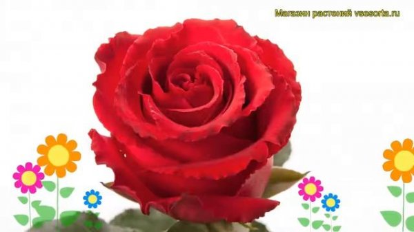 Роза чайно-гибридная Лотус. Краткий обзор, описание характеристик, где купить Lotus