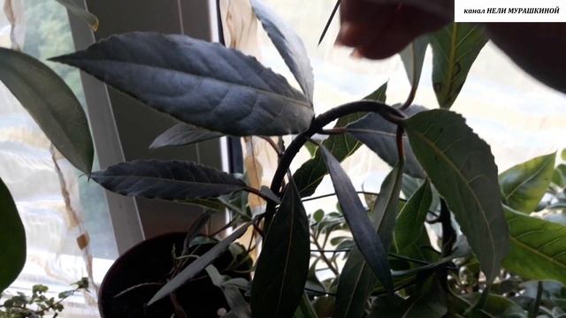 ЛАВР. Обработка цитокининовой пастой. смотреть онлайн