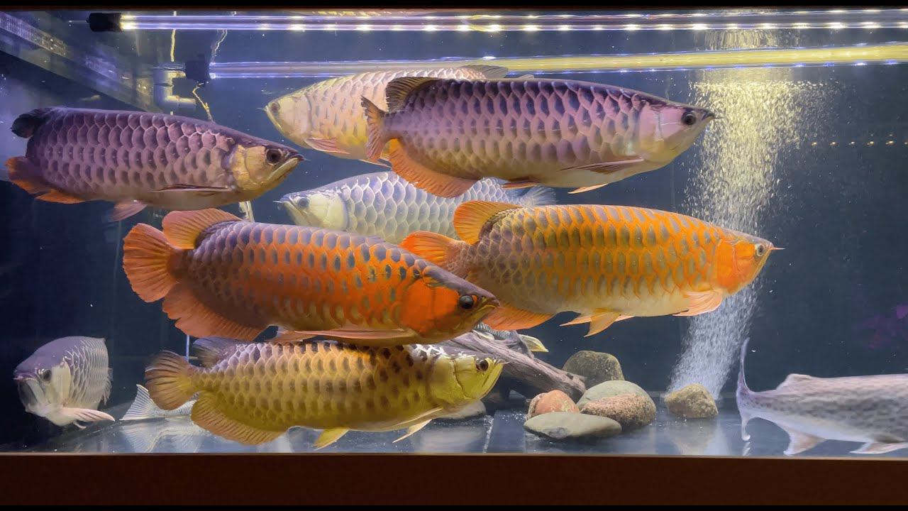 Эксклюзивная рыба / Часть 2. Азиатские золотые и красные арованы / Arowana Tank / Lince Catfish