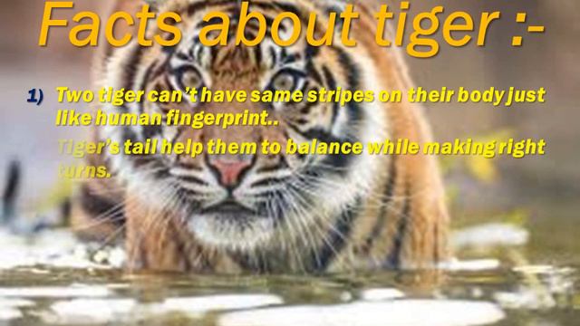 PPT/power point presentation on Endangered Animal Tiger 🐅... смотреть онлайн