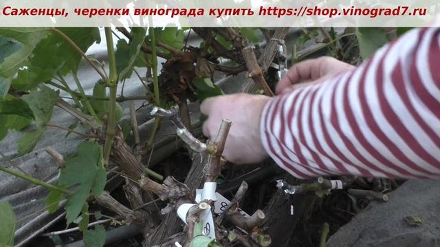 Прививка винограда- условия для севера, стимуляция, некрозы, сроки проведения прививок. Пузенко смотреть онлайн