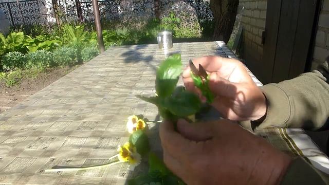 Виола (анютины глазки). Высадка на клумбу, первая подкормка, черенкование. смотреть онлайн