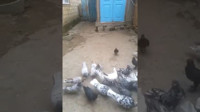 Бакинские голуби мраморные широкохвостые. смотреть онлайн