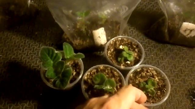 achimenes como va la siembra chuyito jardinero смотреть онлайн