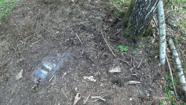МЕДВЕДЬ разодрал ЛОСЯ и залез от собак на дерево смотреть онлайн