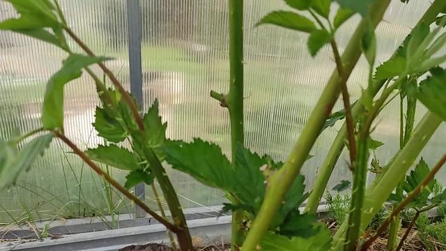 Ежевика Прайм Арк 45 и другие ремонтантные сорта 19 мая 2022 смотреть онлайн