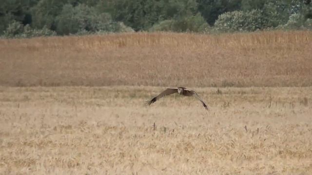 КАК ОХОТИТСЯ БОЛОТНЫЙ ЛУНЬ смотреть онлайн