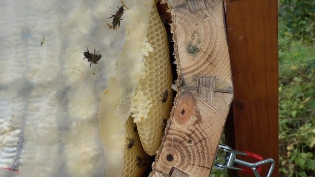 Средне русские пчелы в колоде, 65 й день Проверка готовности к зимовке смотреть онлайн