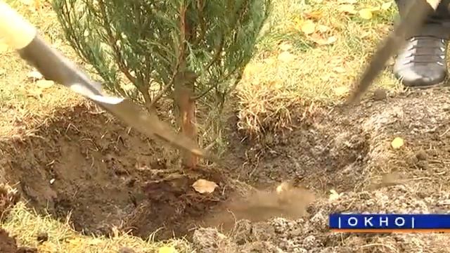 Осенний день древонасаждений в Октябрьском районе смотреть онлайн