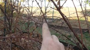 Обрезка жимолости осенью для начинающих