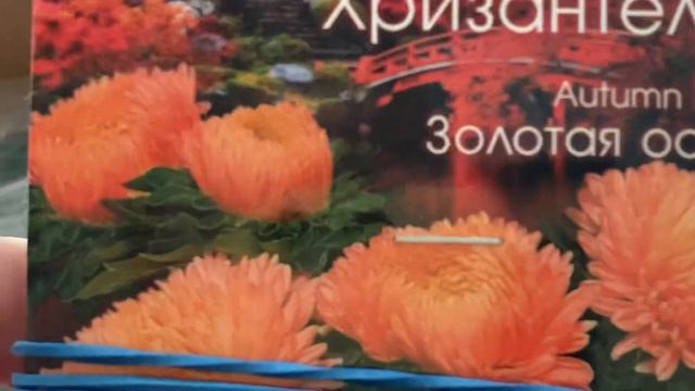 Семена хризантеллы , Астра