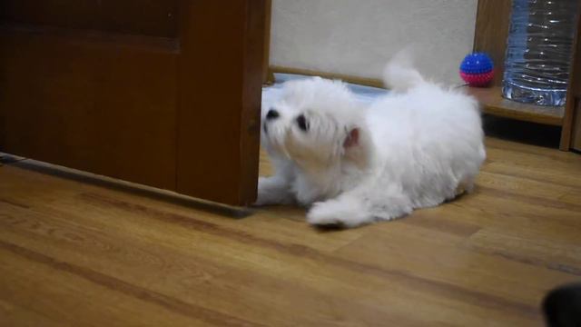 Щенок мальтийской болонки. смотреть онлайн