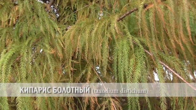 кипарис болотный смотреть онлайн