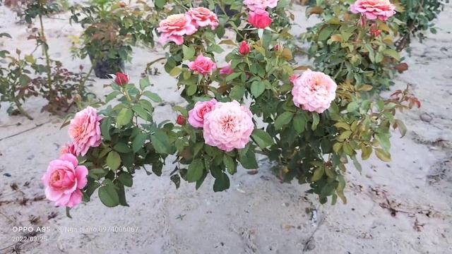 cây hoa hồng ngoại Miyabi đẹp tuyệt vời смотреть онлайн