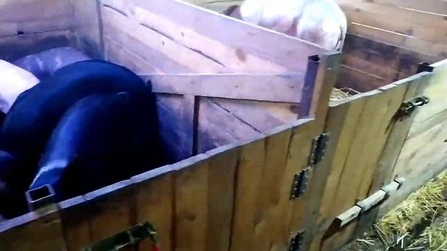 Сколько времени занимает утренний обход нашего хозяйства// Управляемся по хозяйству// смотреть онлайн