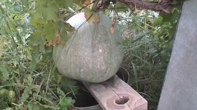 Тыква переопылилась с кабачком? смотреть онлайн