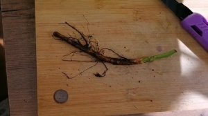 Зимняя прививка розы(почкой, черенком).НЕОБУЧАЮЩЕЕ ВИДЕО.Часть 1 #прививка розы#розы#зимняяпрививка