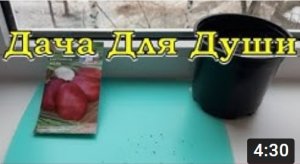 Как вырастить КАРТОШКУ из семян????