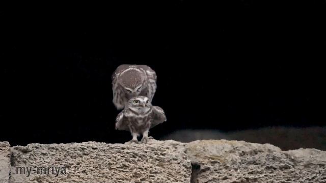 Сычики делают новых сычей. Мотивирующее видео для сов. СлоуМо.