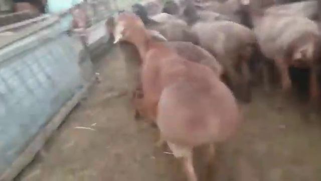 Хорошие переярки 30 голов по 55000тг(129$),Туркестанская обл.,г.Сарыагаш +77013130660 смотреть онлайн