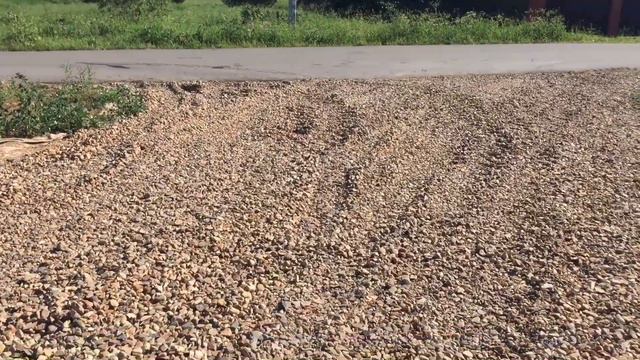 23.06.19. Как поживают мои черенки и саженцы. смотреть онлайн