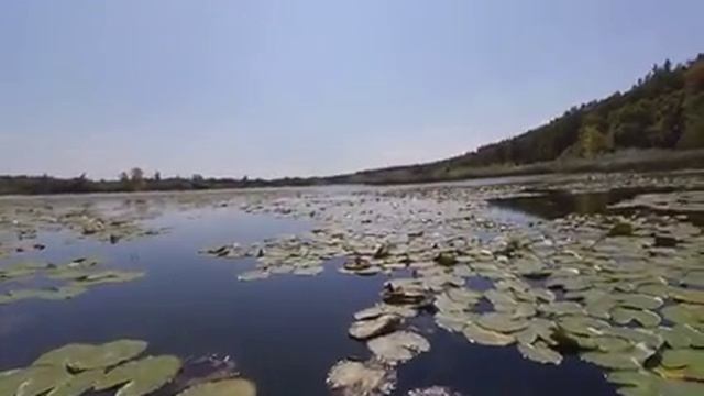 Конча-Заспа ...плантации белых кувшинок ...или лилий как их тоже называют ... смотреть онлайн