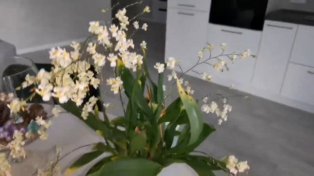 Белый онцидиум твинкл в полном роспуске. Onc. Twinkle White. смотреть онлайн