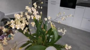 Белый онцидиум твинкл  в полном роспуске. Onc. Twinkle White.