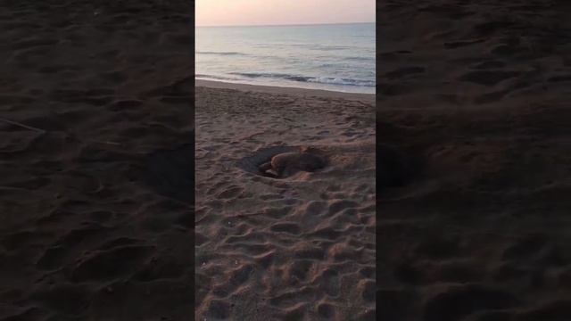 Черепаший пляж в Турции 2023 смотреть онлайн