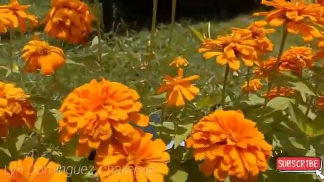 Orange Marigold Plant | Orange Flowers