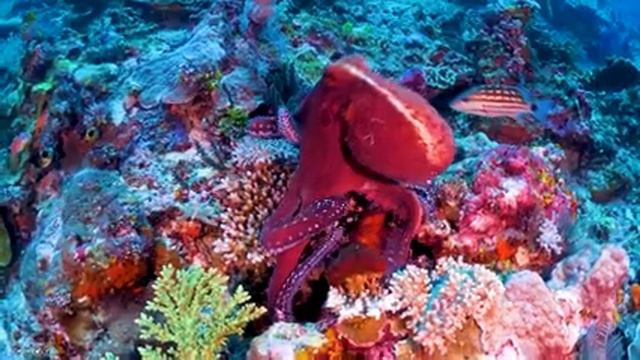 Deep Sea Serenity 4K (ULTRA HD) 🐠 Beautiful Coral Reef Fish - Relaxing Sleep Meditation Melodies смотреть онлайн